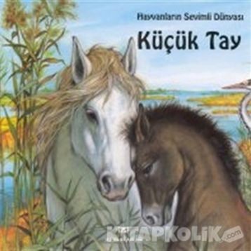 KÜÇÜK TAY - GENEL