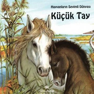 KÜÇÜK TAY - GENEL
