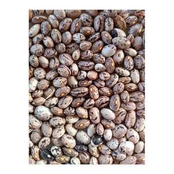 Kurmeysan 1 kg Ata Tohumu Yerli Çilli Barbunya