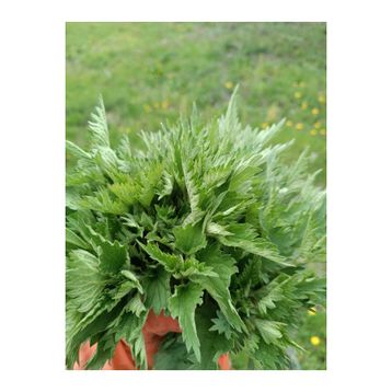 Kurmeysan 30 gr Isırgan Otu
