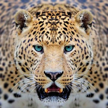 Leopar Kanvas Tablo