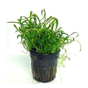 Lilaeopsis Novaezelandiae Saksı Canlı Bitki