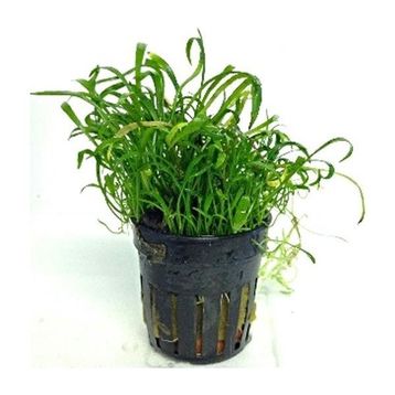 Lilaeopsis Novaezelandiae Saksı Canlı Bitki