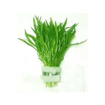 Lilaeopsis Novaezelandiae Saksı Canlı Bitki