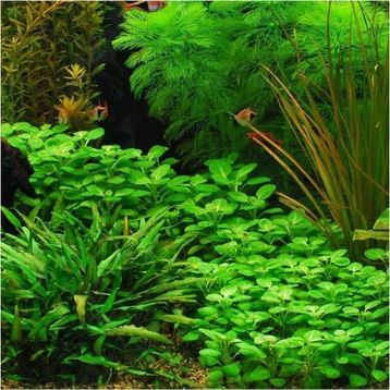 Lobelia Cardinalis In Vitro Cup 200 cc Canlı Bitki