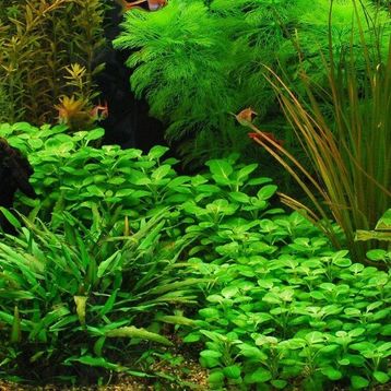Lobelia Cardinalis Saksı Canlı Bitki