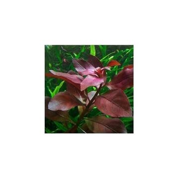 Ludwigia Repens Rubin Saksı Canlı Bitki