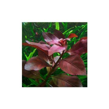 Ludwigia Repens Rubin Saksı Canlı Bitki