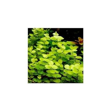 Lysimachia Nummularia Aurea Saksı Canlı Bitki