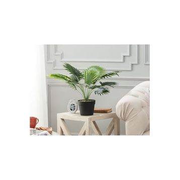 Madame Coco Plaquela Saksılı Çiçek