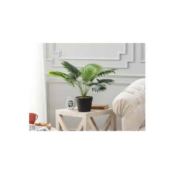 Madame Coco Plaquela Saksılı Çiçek
