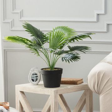 Madame Coco Plaquela Saksılı Çiçek