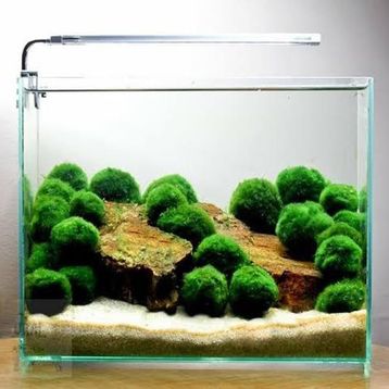 Marimo Moss Ball 2-3 cm Yosun Topu Canlı Bitki