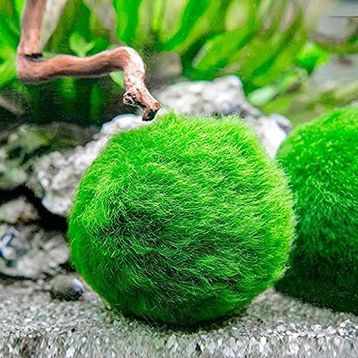 Marimo Moss Ball 2-3 cm Yosun Topu Canlı Bitki