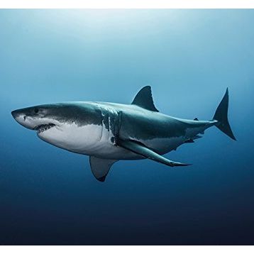 Maxi Shark Poster