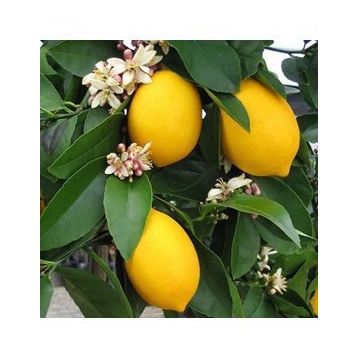 Mayer Limon Fidanı