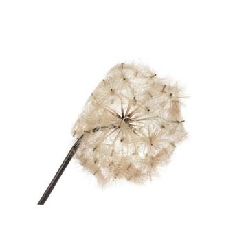 Mikasa Moor Karahindiba Gül Kurusu 100 cm Yapay Çiçek