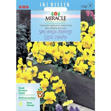 Miracle 150 Tohum Sarı Hercai Dev Menekşe Çiçeği Tohumu