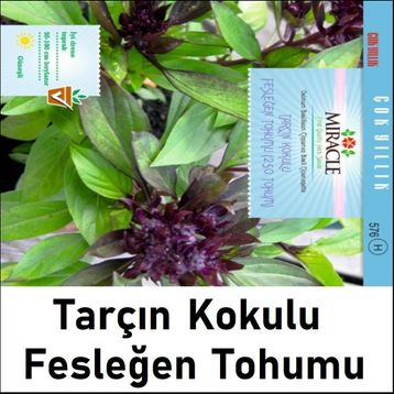 Miracle 250 Tohum Tarçın Kokulu Fesleğen Tohumu