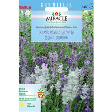 Miracle 95 Tohum Tohum Munstead Strain Bodur İngiliz Lavanta Çiçeği Tohumu