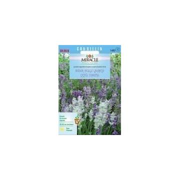 Miracle 95 Tohum Tohum Munstead Strain Bodur İngiliz Lavanta Çiçeği Tohumu