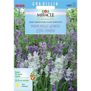 Miracle 95 Tohum Tohum Munstead Strain Bodur İngiliz Lavanta Çiçeği Tohumu