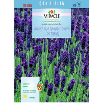 Miracle Hidcote Blue Lavanta 100 Tohum