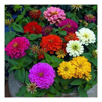 Miracle Karışık Kaliforniya Zinya Kirli Hanım Çiçeği 150 Adet Tohum