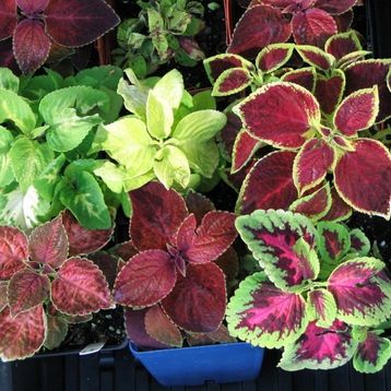 Miracle Karışık Renkli Kolyos-Coleus Yaprak Güzeli Çiçeği 700 Tohum