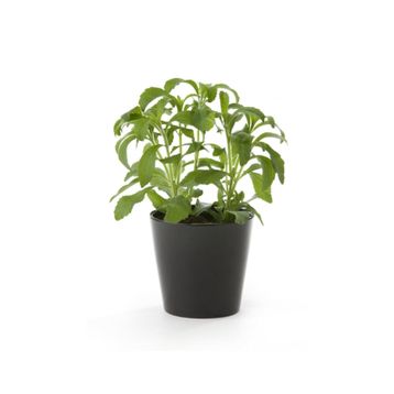 Nadir 10 Adet Stevia Tohumu Şeker Otu Tohumu