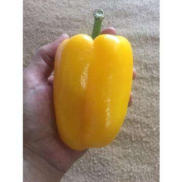 Nadir 5 Adet Dev Sarı Dolmalık Biber Tohumu