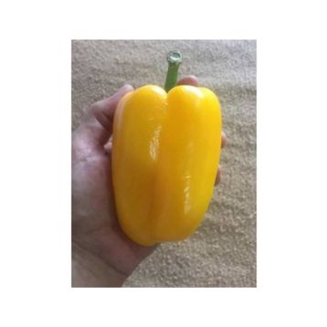 Nadir 5 Adet Dev Sarı Dolmalık Biber Tohumu