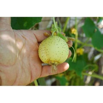 Nadir 5 Adet Limon Salatalık Tohumu