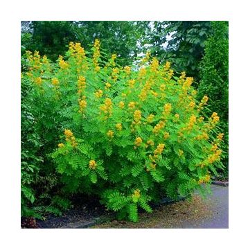 Nadir Senna Hebecarpa Çiçeği Tohumu