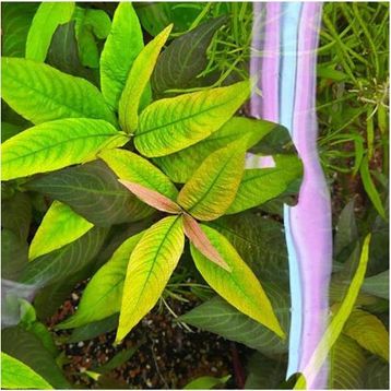 Nomaphila Siamensis Compact Saksı Canlı Bitki