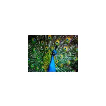 Nova Puzzle 1000 Parça Kur Zamanı