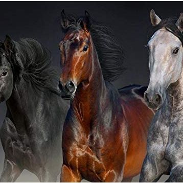 Nova Puzzle Üç Asil Yürek 1000 Parça Puzzle