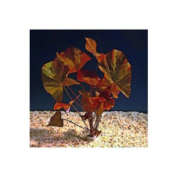 Nymphaea Rubra Bulb Lotus Soğanı Kırmızı Canlı Bitki