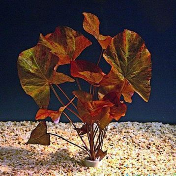 Nymphaea Rubra Bulb Lotus Soğanı Kırmızı Canlı Bitki