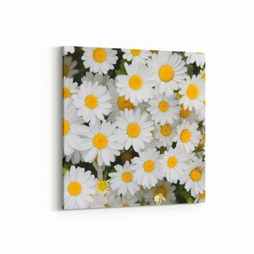 Olla 11630K Çiçek Görseli Kare 25x25 cm Kanvas Tablo