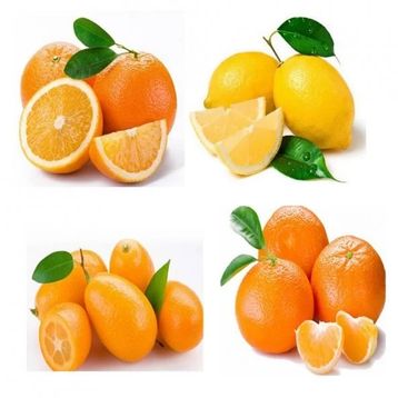 Özel Üretim Multi Narenciye Fidanı Paketi Saksılık Bodur Tipte