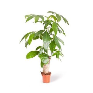 Pachira Para Ağacı Çiçeği