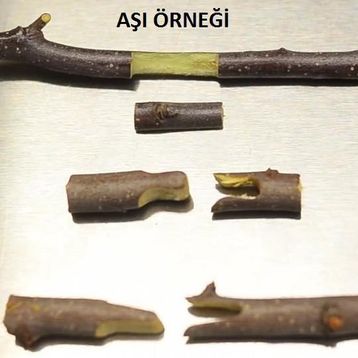 Palmera PA01 Aşı Makası