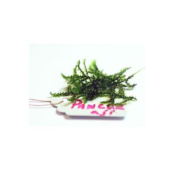 Pancuraji Moss 5x5 Yeni Sarım Canlı Bitki