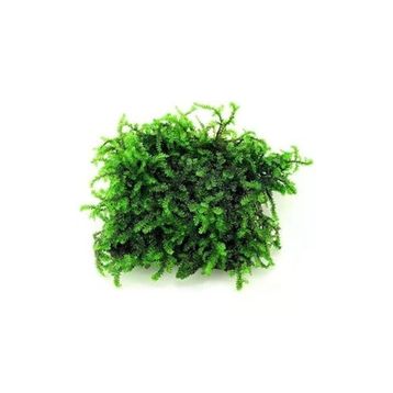 Pancuraji Moss Cup Canlı Bitki
