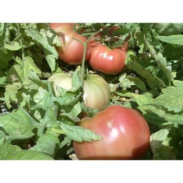 Paşa Tohumculuk 5 gr Pembe Domates Tohumu