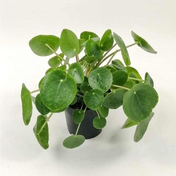 Pilea Peperomioides Çin Para Bitkisi