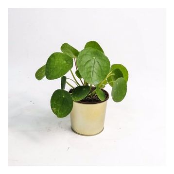 Pilea Peperomioides Çin Para Bitkisi