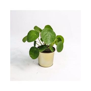 Pilea Peperomioides Çin Para Bitkisi