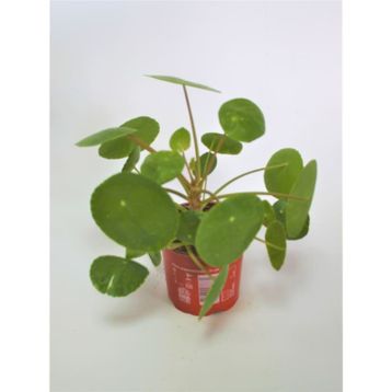 Pilea Peperomioides Çin Para Bitkisi